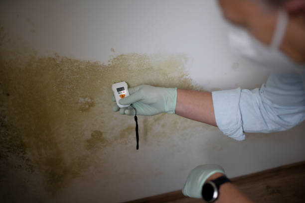 Best Black Mold Remediation in Dallas, GA