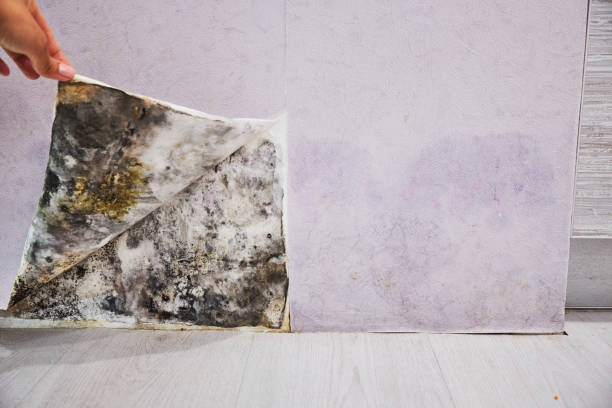 Best Mold Remediation for Schools in Dallas, GA
